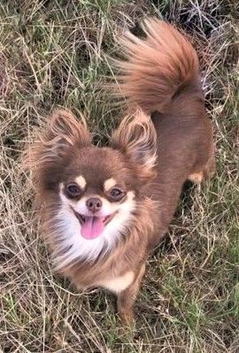 Chocolate and tan long haired chihuahua hotsell