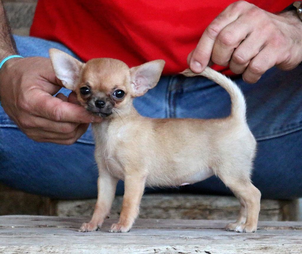 Chihuahua - The Breed Archive