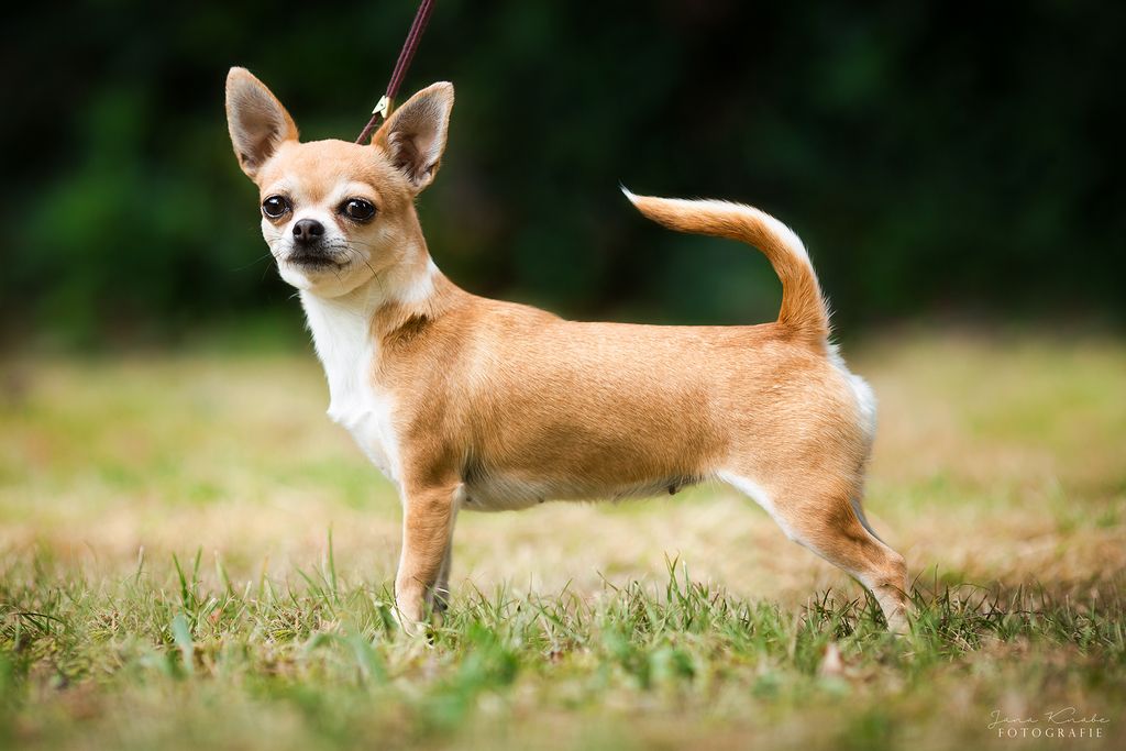 Chihuahua - The Breed Archive