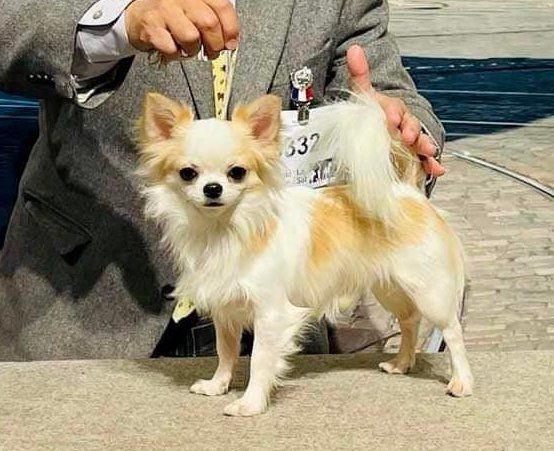 Chihuahua - The Breed Archive